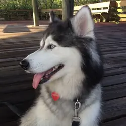 Siberian Husky