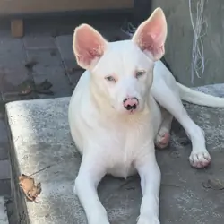 Corgi/Blue Heeler mix puppies