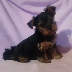 Yorkie
