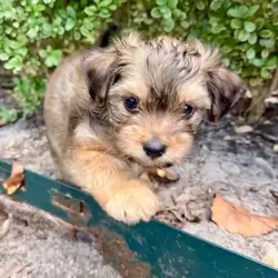 Healthy yorkie puppy rocky