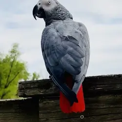 African Grey