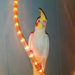 Cockatiel