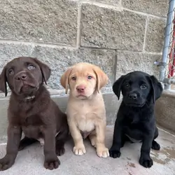 Labrador puppies available
