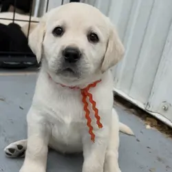 Healthy Labrador Puppies