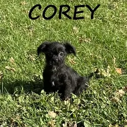 Corey Male Shorkie Puppy