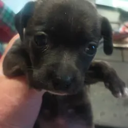 4 Chihuahua and jack Russell mix puppys