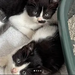 Tuxedo kittens