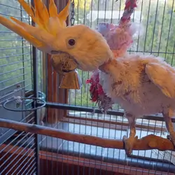 Lola..the Citron-Crested Cockatoo