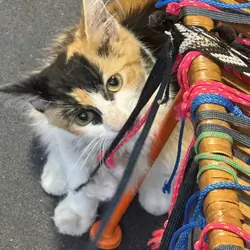 Free Calico Cuddly Kitty