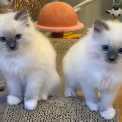 🐾🤍 HOME-RAISED RAGDOLL KITTENS AVAILABLE! 🤍🐾