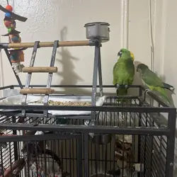 Yellow Naped Amazon and a Quaker with big cage
