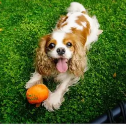 Cavalier King Charles Spaniel dog