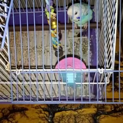 2 female parakeets