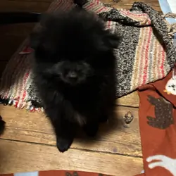Purebred Pomeranian Puppies