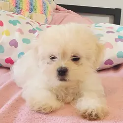 Mal shi puppy