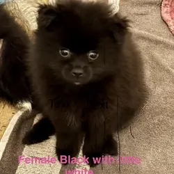 Purebred Pomeranian black