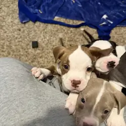 Pitbull puppies