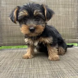 Yorkie puppies
