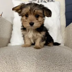 Yorkie puppies