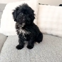 Female Mini Poodle puppy
