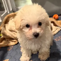 Maltipoo, a 12-week-old puppy with cream fur.