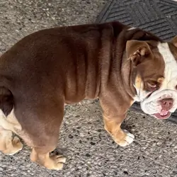 English Bulldog