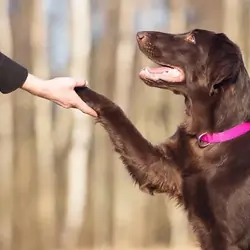 Employee Dog Bite Safety Training | BulliRay