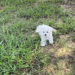 Maltese