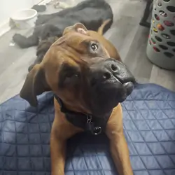 Bull mastiff