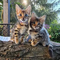 Bengal kittens