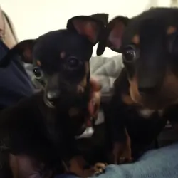Chiweenie Puppies
