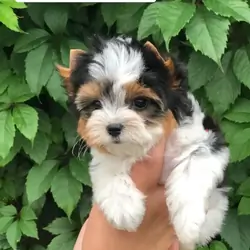 Puppies