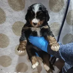 Bernedoodle Puppies