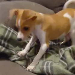 chihuahua puppy