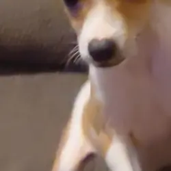 chihuahua puppy