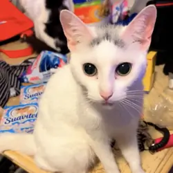 Cocoa kitty for loving home