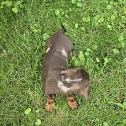 Milo - Chocolate Dapple Mini Dachshund Puppy