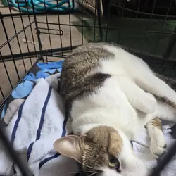 kitty