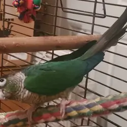 Green Cheek Conure