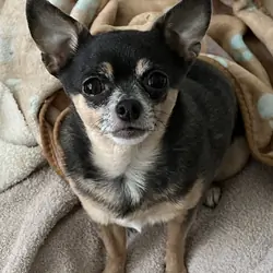 Sweet Chihuahua Needs Loving Home
