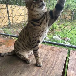 Savannah Cat