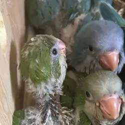 Quaker Parrot Hand Reared