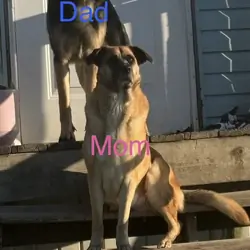 Saint Shepherd Puppies (GSD / St. Bernard)