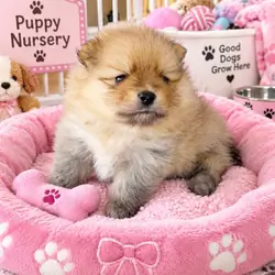PEACHES - CKC Pomeranian