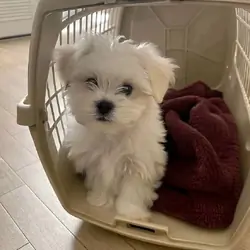 Playful Maltese Puppies Available