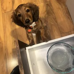 Dachshund 12 week old Red/Brindle