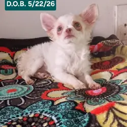 Precious Akc Long Coat Chihuahuas
