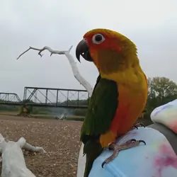 Handfed sun conure baby