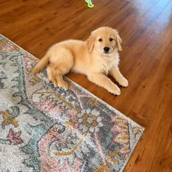 Stella