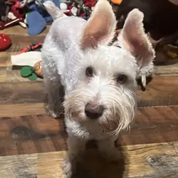 Miniature Schnauzer